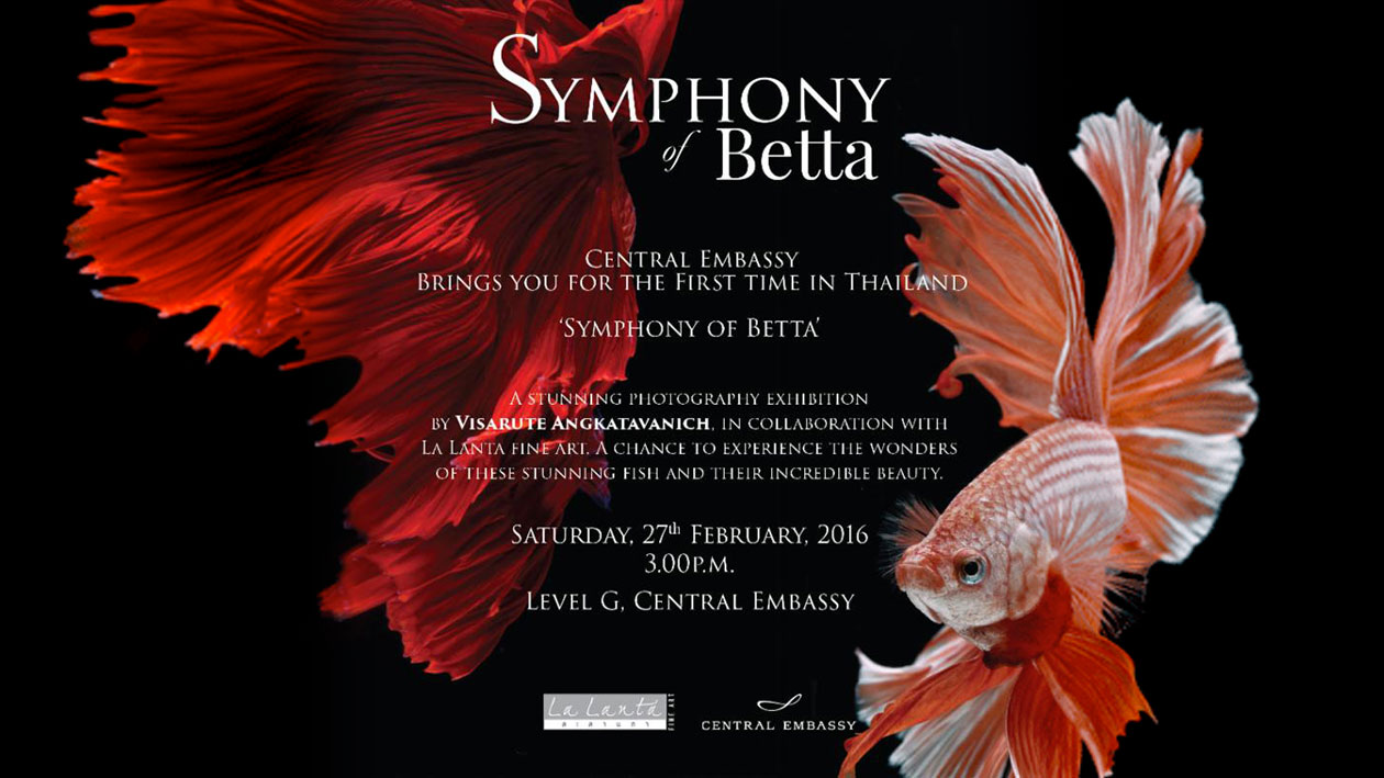 Symphony of Betta