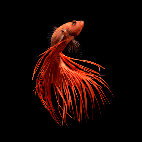 Flame Feather