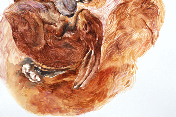 Fox and Rabbit - Image 2