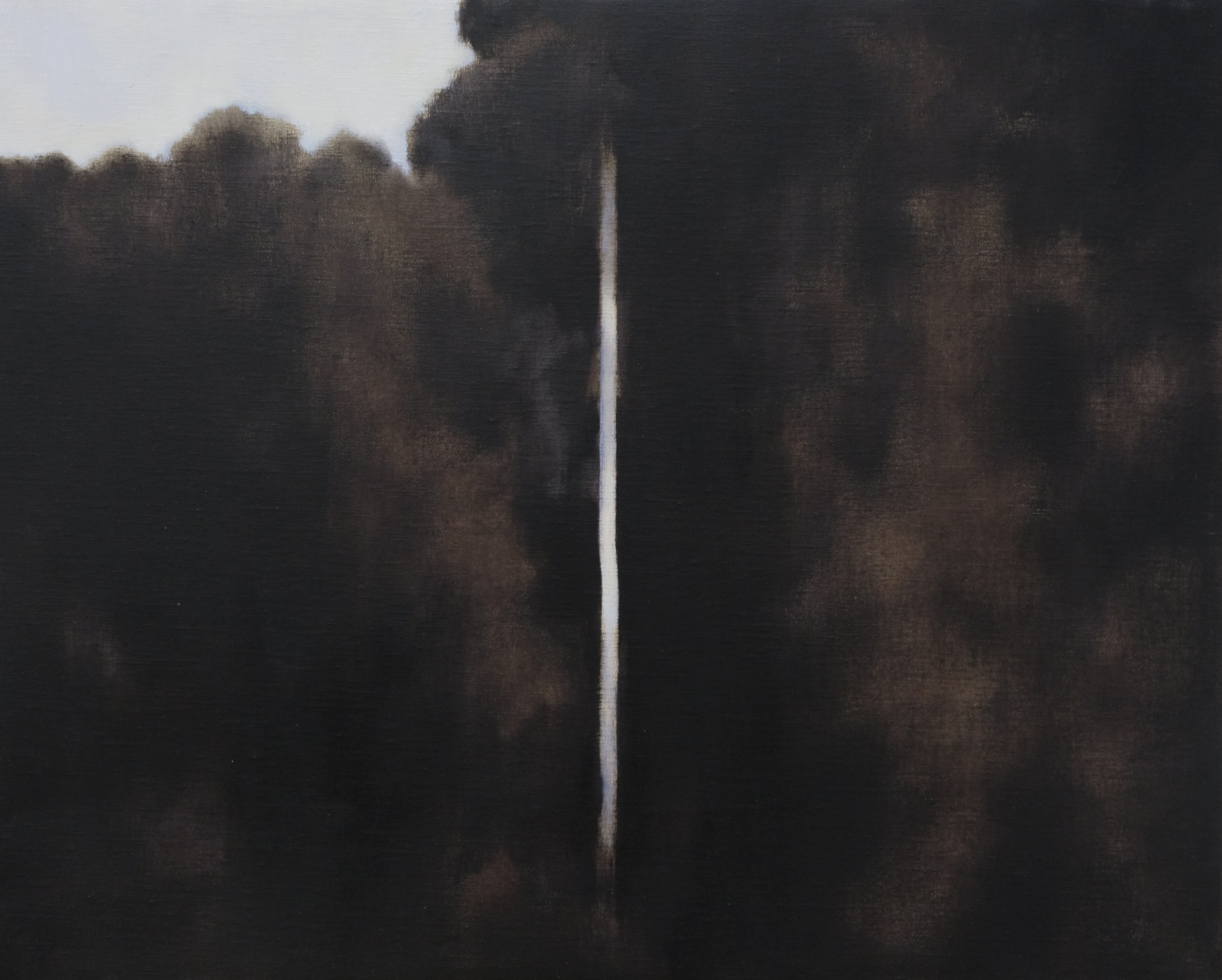 กลางผืนป่า