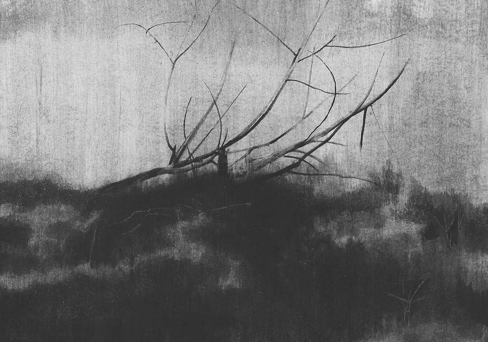 กิ่งไม้หล่น