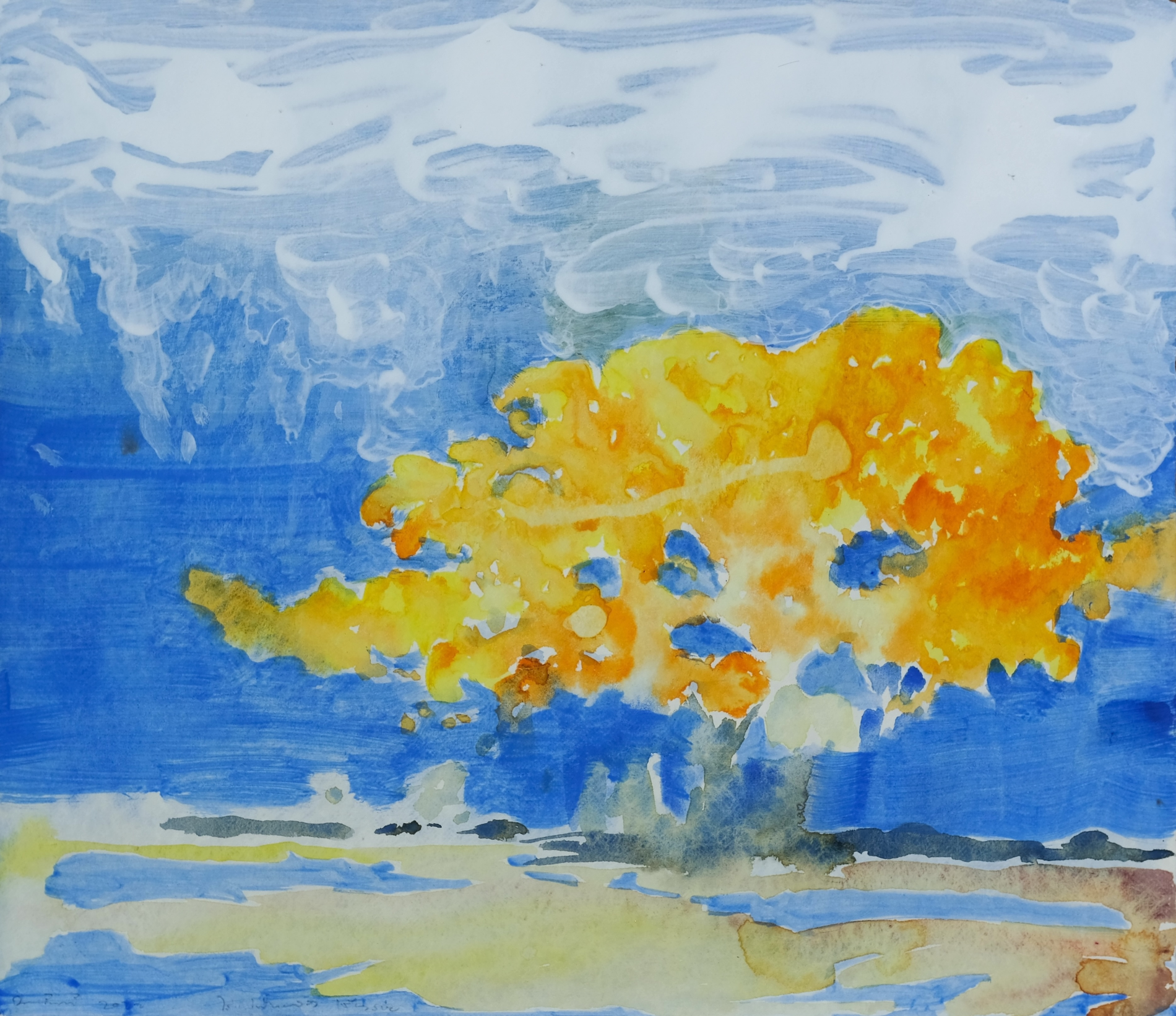 Golden Flamboyant Tree