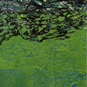 The Late Waterscape